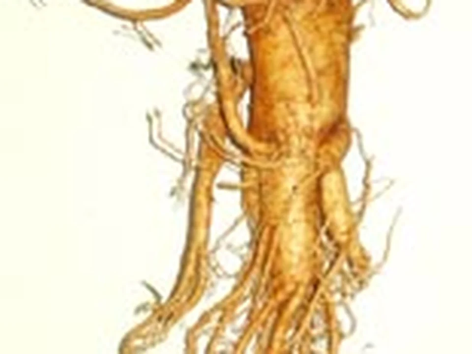 Extrait de ginseng