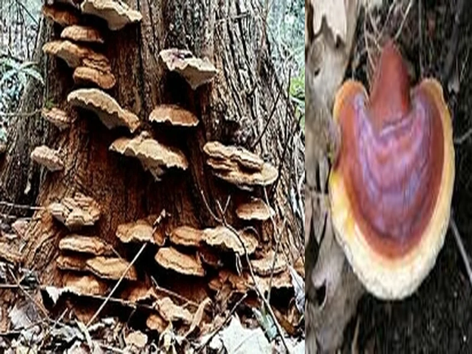 Extrait de Ganoderma